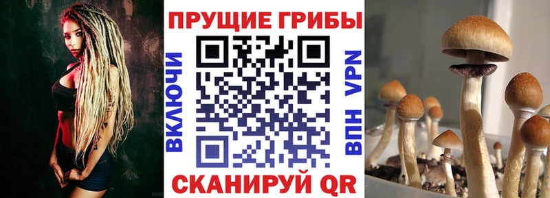 Купить где  Сланцы  Галлюциногенные грибы прущие грибы 